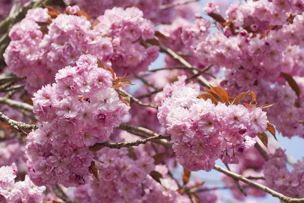 Cherry Blossom in spring — Stock Photo, Image