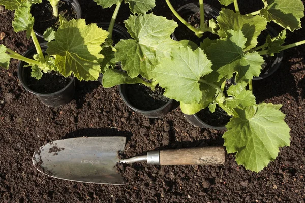 Plantgoed zaden in de bodem — Stockfoto