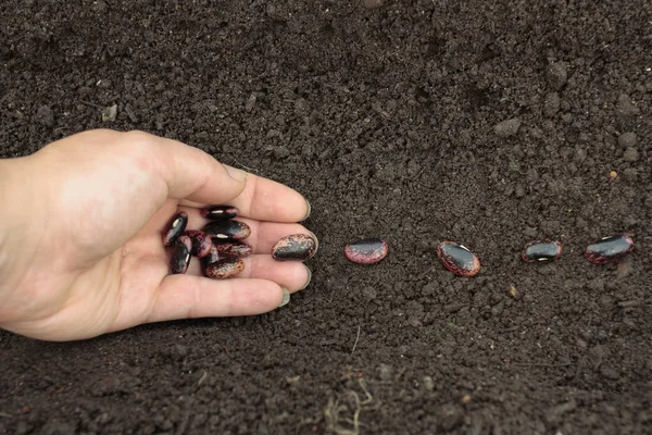 Plantgoed zaden in de bodem — Stockfoto