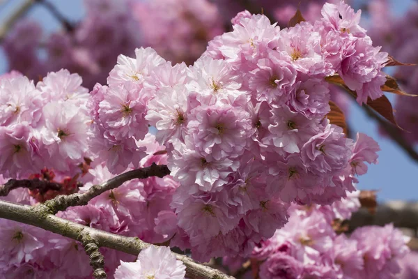 Pink Cherry Blossom Tree Springtime — Stock Photo, Image