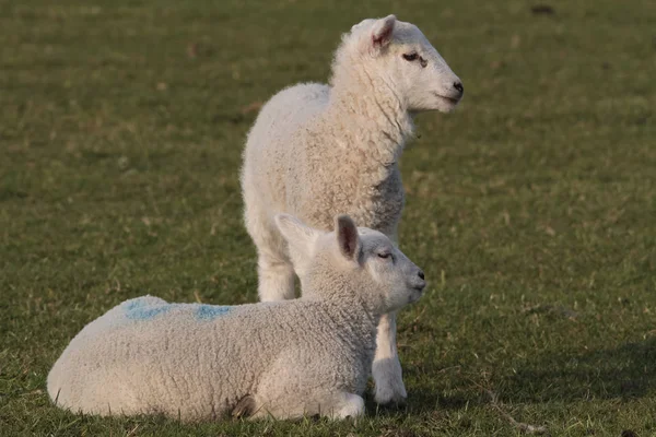 Lammeren Grazen Landelijk Gebied — Stockfoto