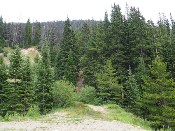 Immergrüne Bäume in colorado — Stockfoto