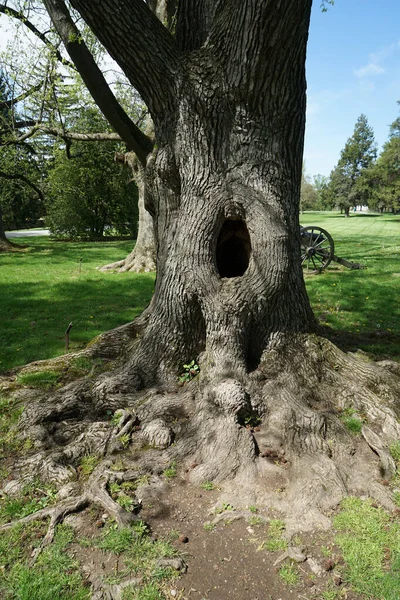 A tree hole, or tree hollow, in an old tree in a park setting.  The tree has large roots on top of the ground.