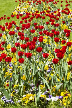 Yeşil yapraklı renkli laleler.