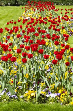 Yeşil yapraklı renkli laleler.