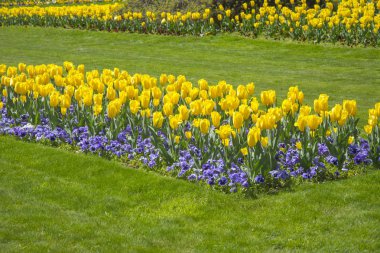 Yeşil yapraklı renkli laleler.