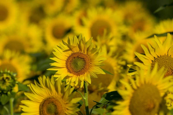 Поле квітучих соняшників на тлі блакитного неба — стокове фото