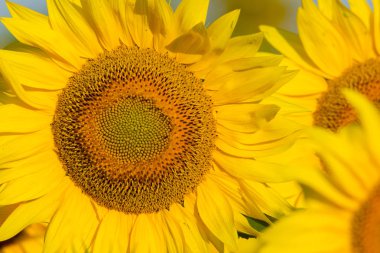 Yaz ayçiçeği alan sahne