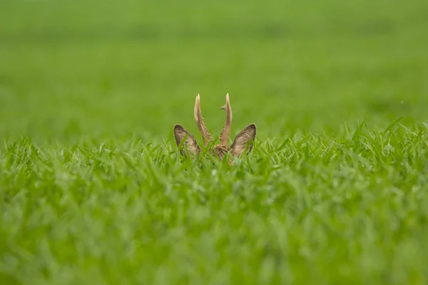 Roebuck i nöden — Stockfoto