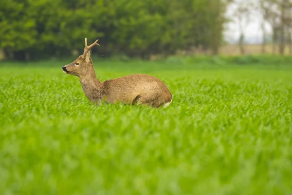 Roebuck w zbożu — Zdjęcie stockowe