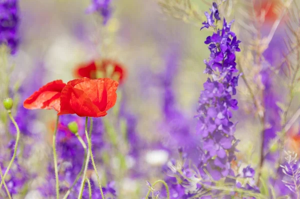 Papaveri Rossi Fiori Primaverili Nel Prato — Foto Stock