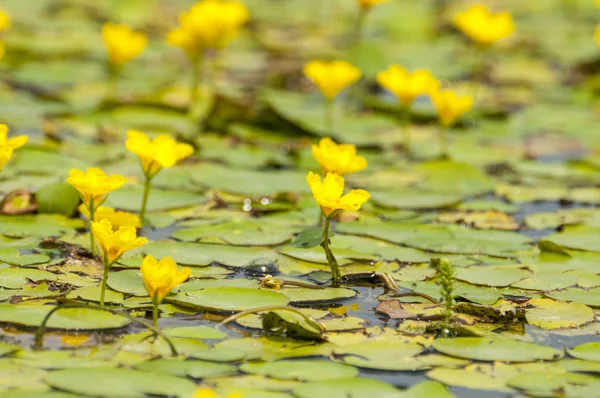 Nénuphar Jaune Sur Fond Feuille Verte — Photo