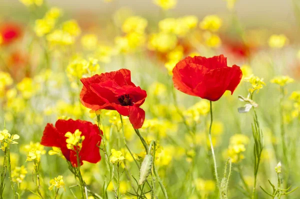 Rode Papavers Lentebloemen Weide — Stockfoto