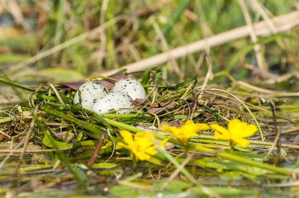 Ptačí Vejce Hnízdě — Stock fotografie