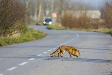Yol sonraki orman tilki