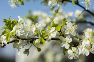 Mavi gökyüzü üzerinde beyaz çiçek açan çiçekler