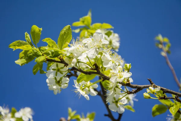 white blooming flowers on the blue sky