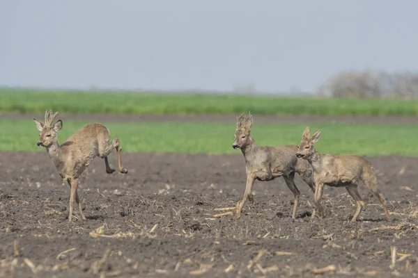 Roebuck Dans Herbe — Photo