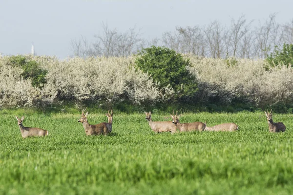 Roebuck Στο Γρασίδι — Φωτογραφία Αρχείου