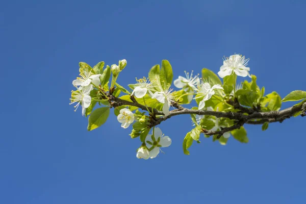 white blooming flowers on the blue sky