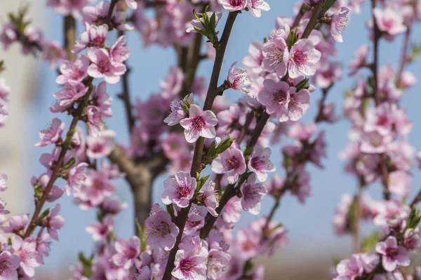 Belle Fleur Cerisier Japonais Sakura Arrière Plan Avec Des Fleurs — Photo