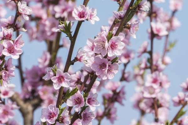 Belle Fleur Cerisier Japonais Sakura Arrière Plan Avec Des Fleurs — Photo