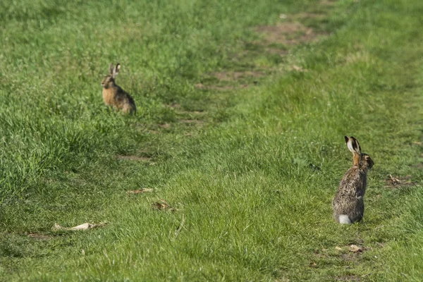 Yeşil Çimenlerin Üzerinde Tavşan — Stok fotoğraf