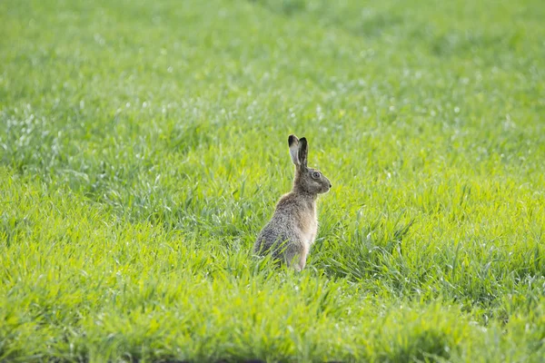 Hase Auf Grünem Gras — Stockfoto