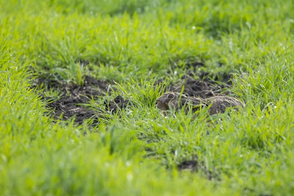 Rabbit Green Grass — Stock Photo, Image