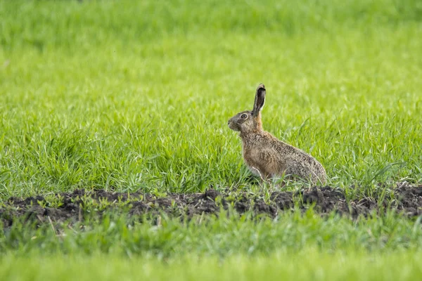 Hase Auf Grünem Gras — Stockfoto