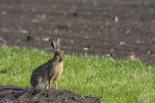 кролик на зеленой траве