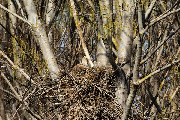 Seeadler Nest Mit Kleinen Vögeln Haliaetus Albicilla — Stockfoto