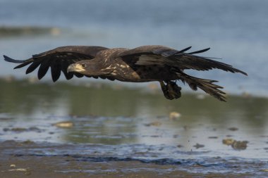 Beyaz kuyruklu kartal (Haliaetus albicilla)