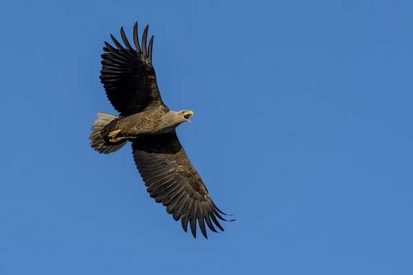 Beyaz Kuyruklu Kartal Haliaetus Albicilla — Stok fotoğraf