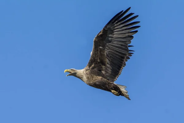 Aquila Dalla Coda Bianca Haliaetus Albicilla — Foto Stock