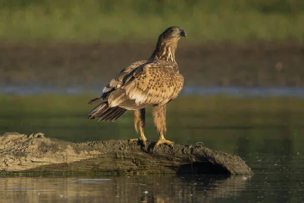 Águila Cola Blanca Haliaetus Albicilla —  Fotos de Stock