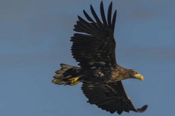 Fehérfarkú Sas Haliaetus Albicilla — Stock Fotó