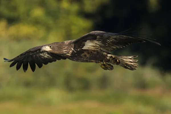 Aigle Queue Blanche Haliaetus Albicilla — Photo