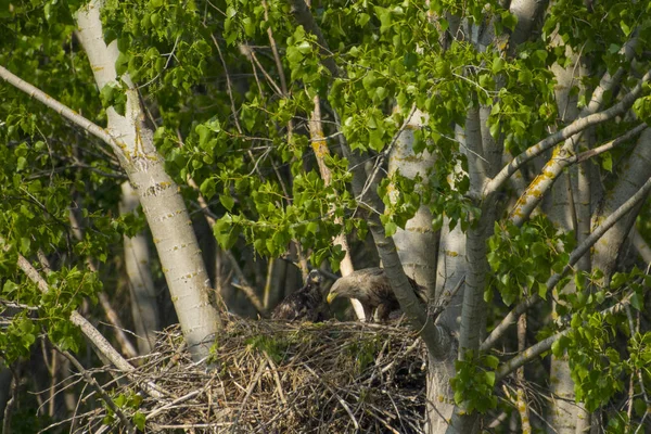 Witstaartarend Het Nest Met Kleine Vogels Haliaetus Albicilla — Stockfoto