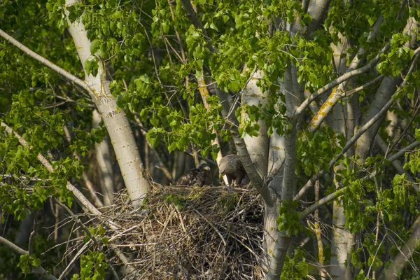 Witstaartarend Het Nest Met Kleine Vogels Haliaetus Albicilla — Stockfoto