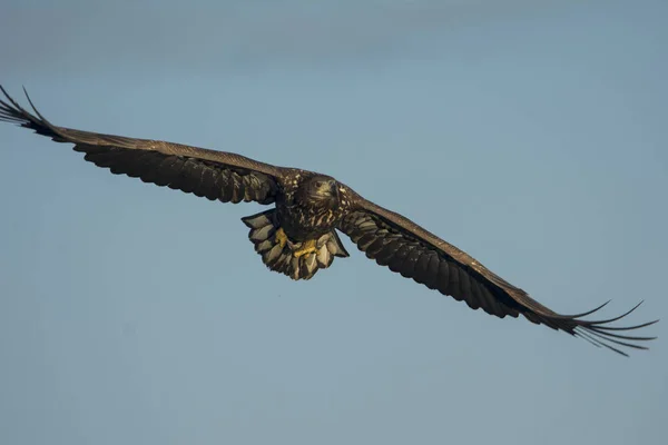 白尾鹰 Haliaetus Albicilla — 图库照片