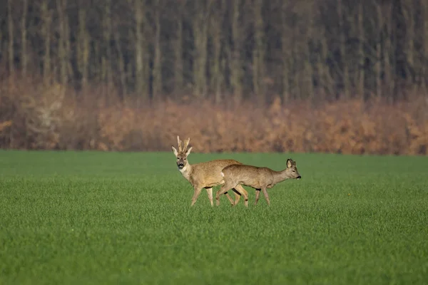 Schöne Hirsche Auf Grünem Gras — Stockfoto