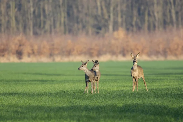 Vackra Rådjur Grönt Gräs — Stockfoto