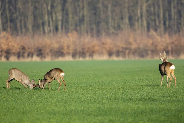 Mooie Deer Groen Gras — Stockfoto