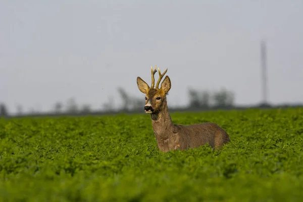 Mooie Deer Groen Gras — Stockfoto