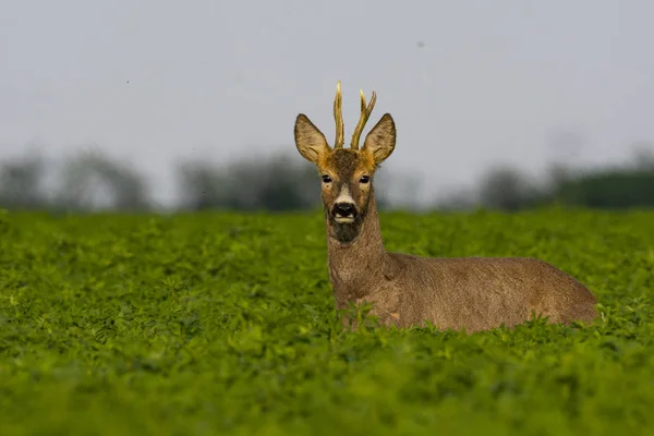Mooie Deer Groen Gras — Stockfoto