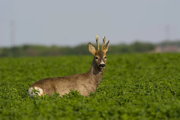 Vackra Rådjur Grönt Gräs — Stockfoto