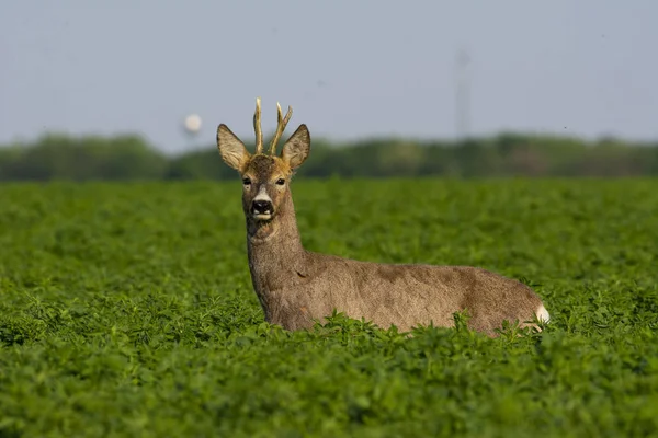 美丽的鹿在绿色草地上 — 图库照片