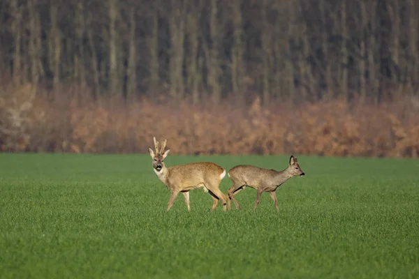 Mooie Deer Groen Gras Stockfoto