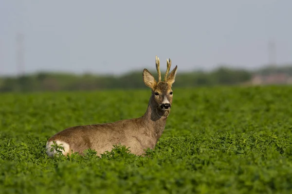 Mooie Deer Groen Gras Rechtenvrije Stockafbeeldingen